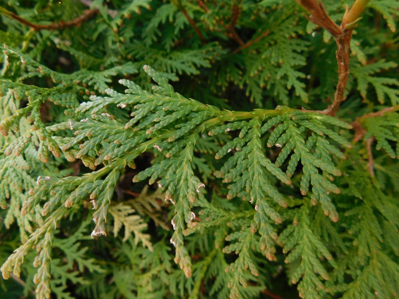 Туя Thuja occidentalis Miky