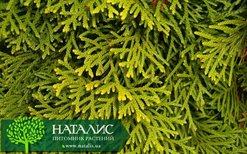 Туя Западная Smaragd