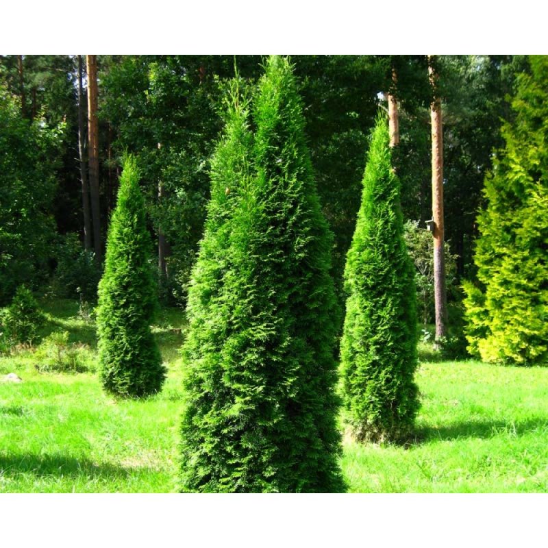 Туя Западная Смарагд variegata