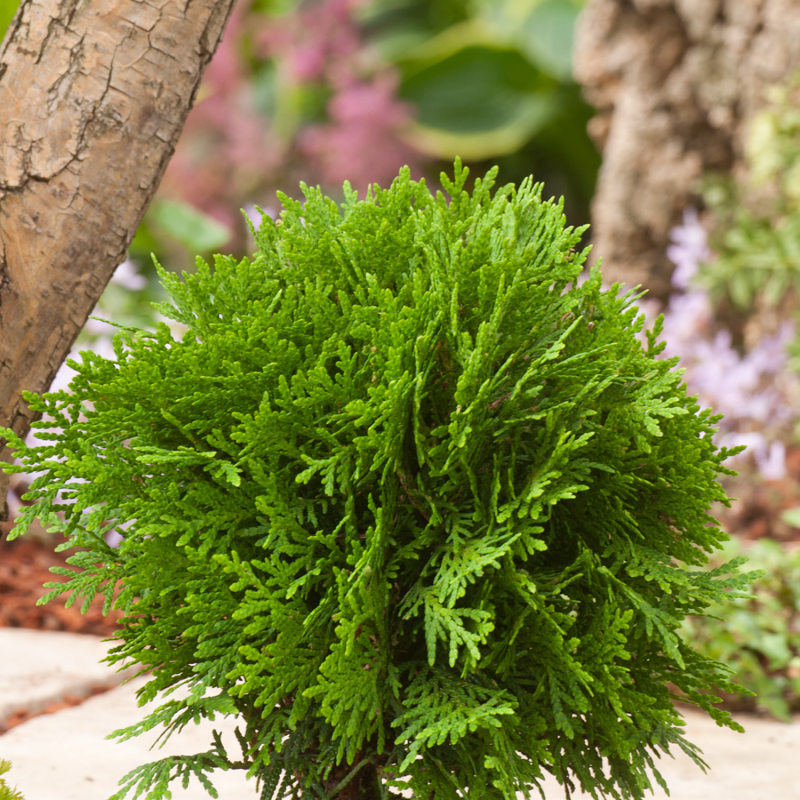 Туя Восточная (Thuja orientalis