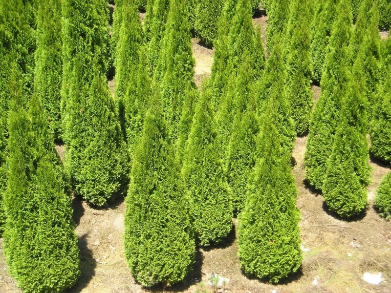 Thuja occidentalis Golden Anne