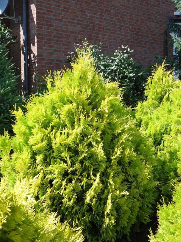 Туя Западная Даника Thuja occidentalis Danica