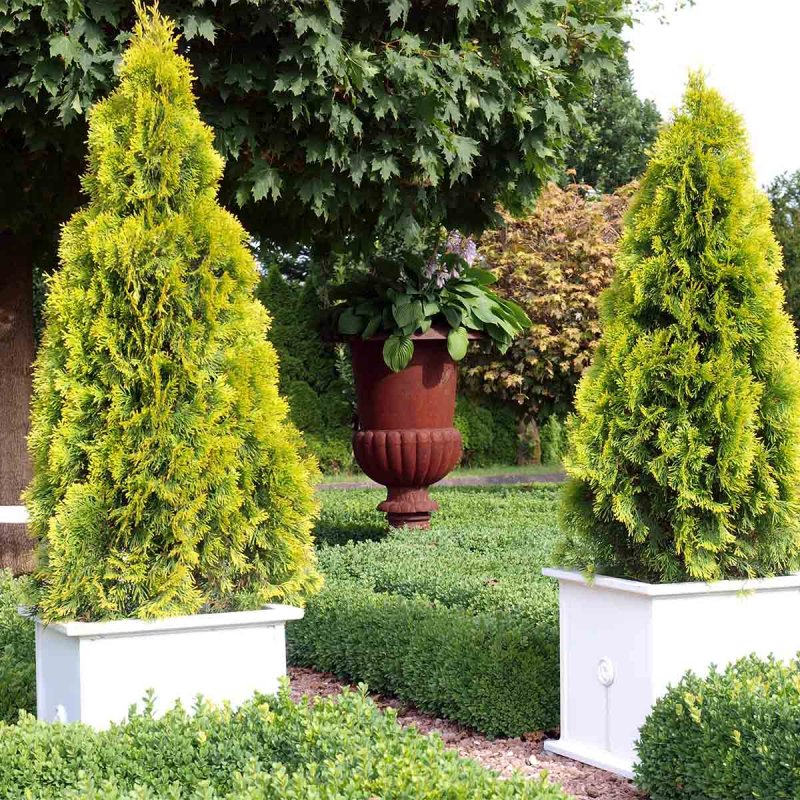 Туя Западная Thuja occidentalis “Danica”