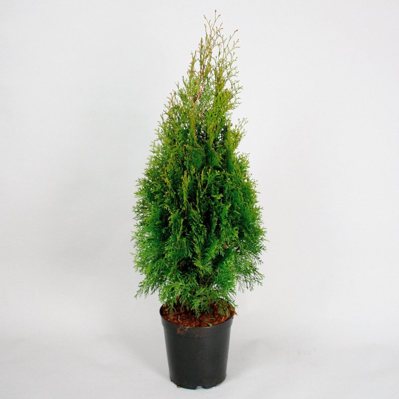 Туя Западная «Санкист» Thuja occidentalis «Sunkist»