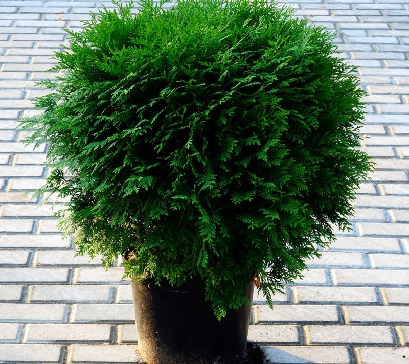 Туя Западная little Gem(Thuja occidentalis little Gem)