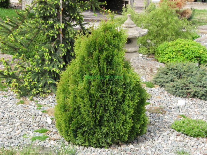Туя Восточная Морган Thuja orientalis Morgan