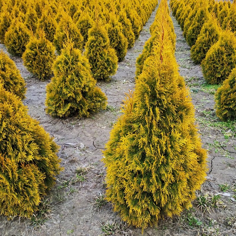 Туя Западная (Thuja occidentalis)