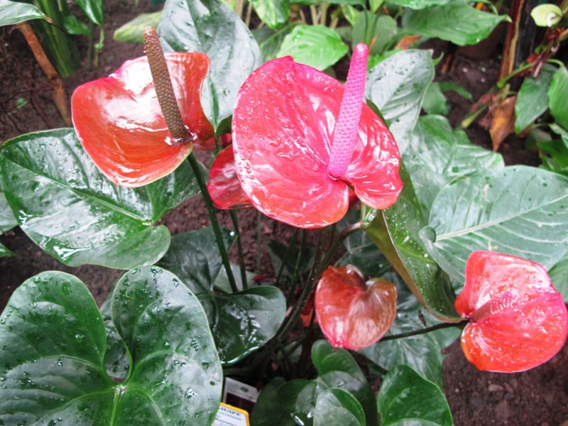 Антуриум Андре Anthurium andreanum