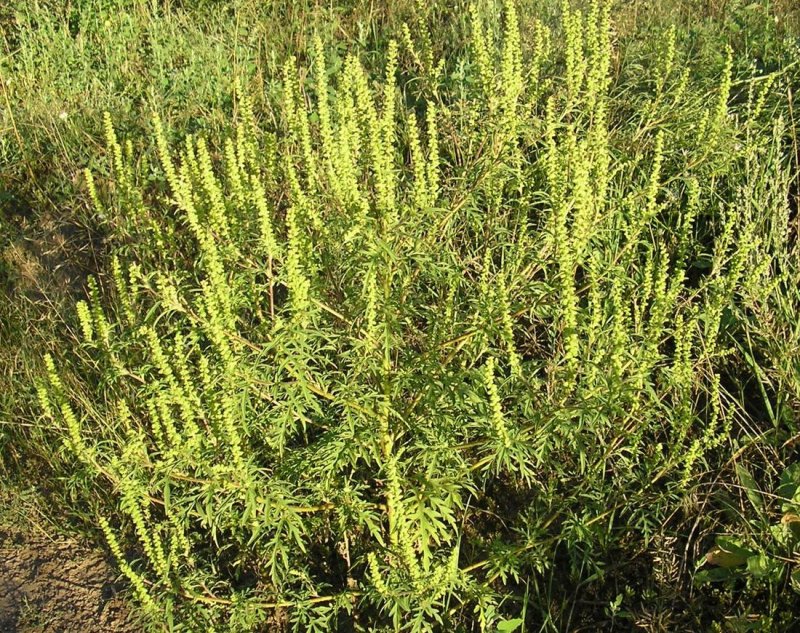 Солидаго 'Citronella'