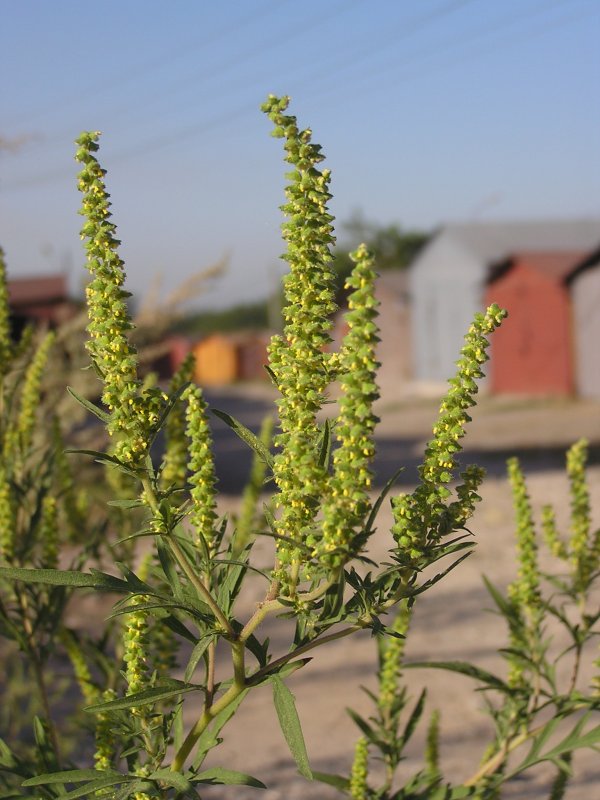 Амброзия полыннолистная Ambrosia artemisiifolia