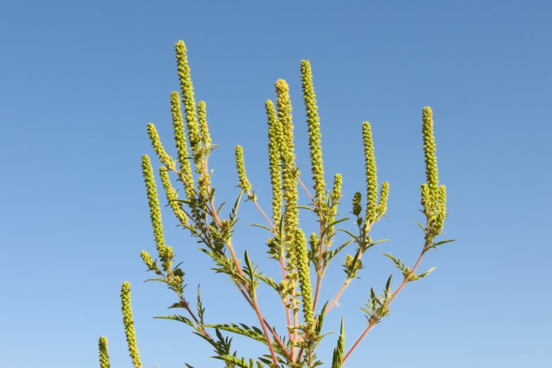 Амброзия полыннолистная (Ambrosia artemisifolia)