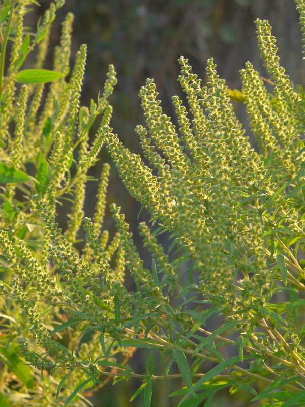 Амброзия полыннолистная Ambrosia artemisiifolia