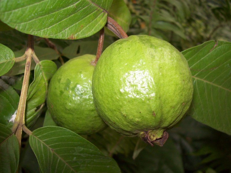 Гуайява - Psidium guajava