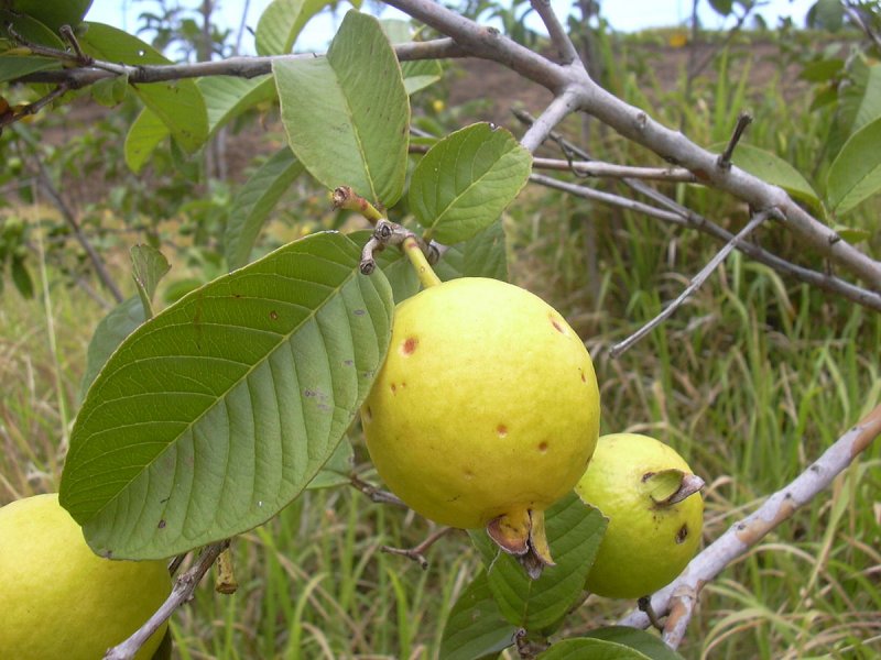 Psidium guineense