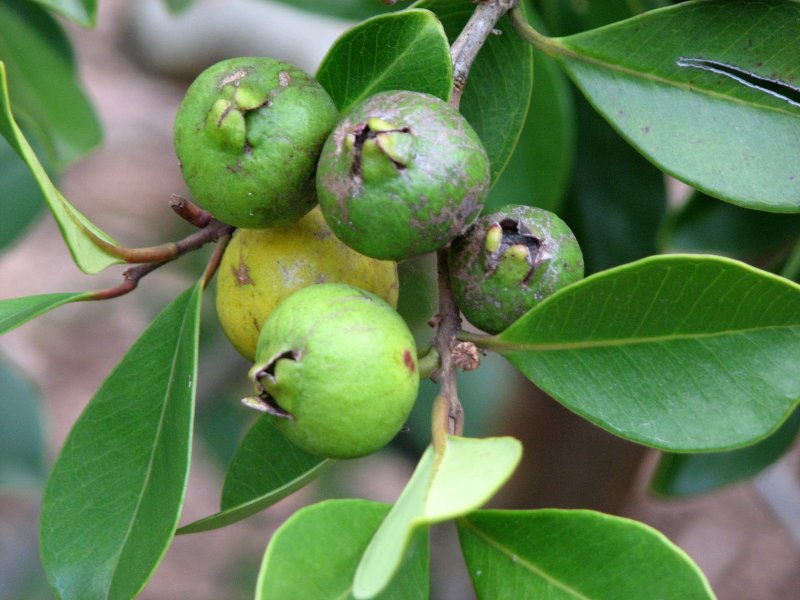 Гуайява - Psidium guajava