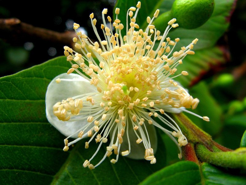 Гуайява - Psidium guajava