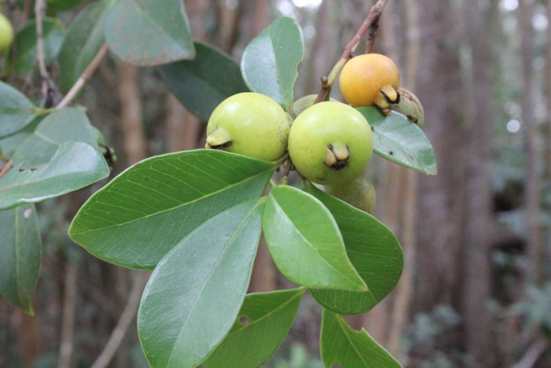 Гуайява - Psidium guajava
