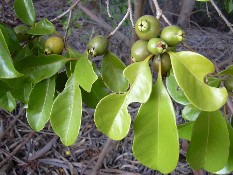 Psidium cattleianum