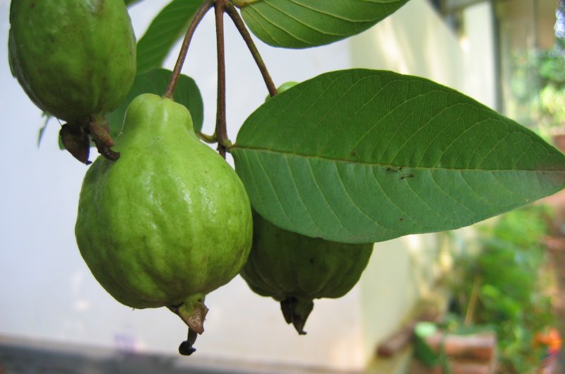 Psidium guajava (Guava, гуава