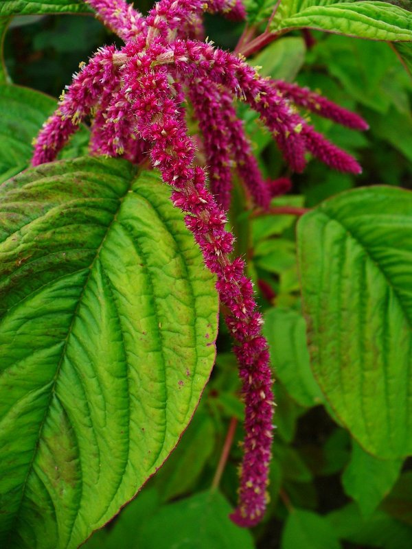 Amaranthus paniculatus Амарант метельчатый