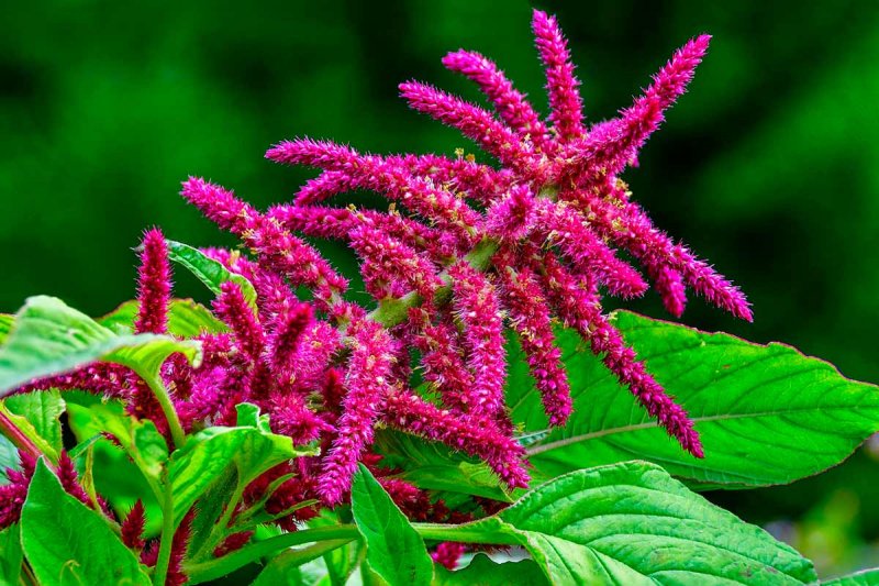 Амарант (Amaranthus)