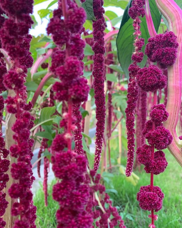 Amaranthus cruentus Амарант