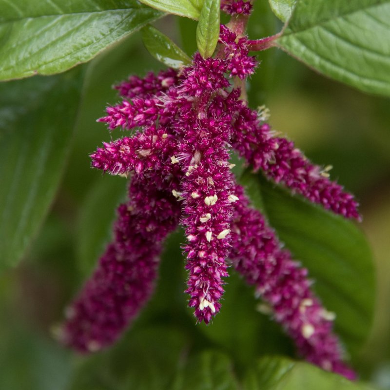 Амарант caudatus