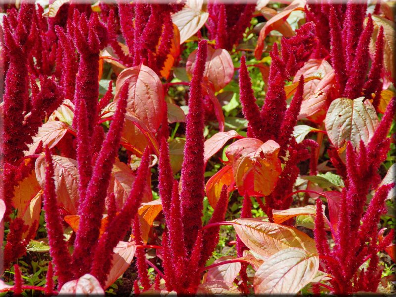 Амарант Колосистый (Amaranthus retroflexus l.)