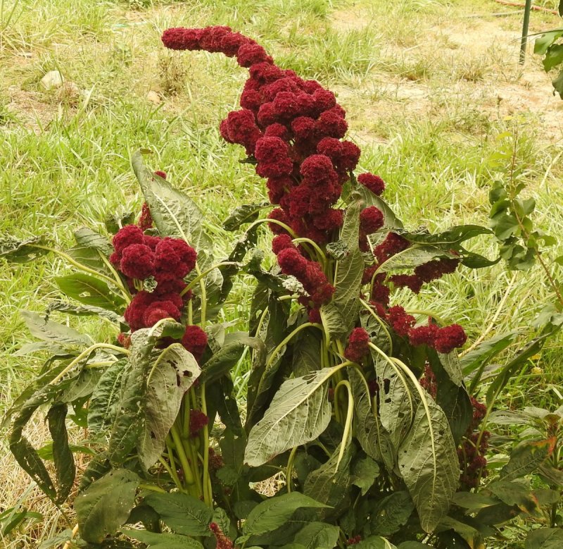 Amaranthus paniculatus