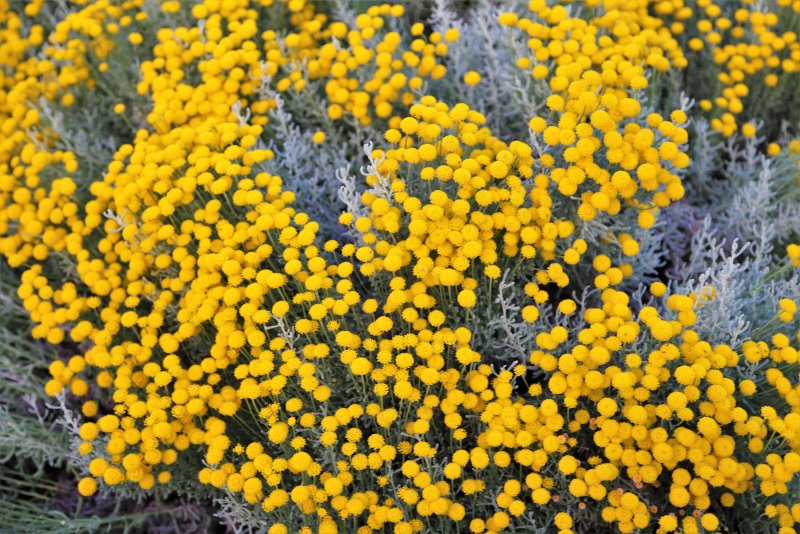 Tanacetum chiliophyllum