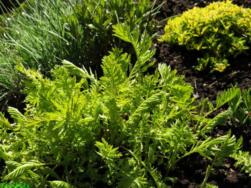 Tanacetum vulgare 'Isla Gold'