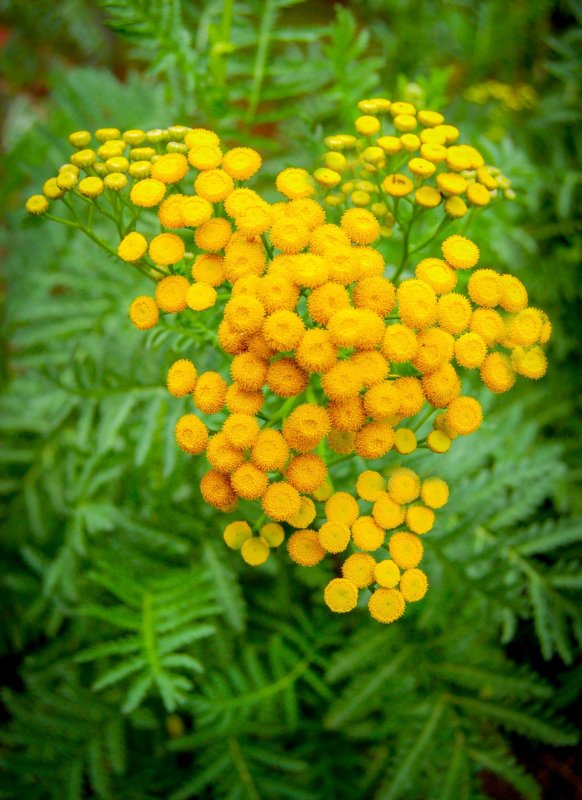 Пижма бальзамическая Tanacetum balsamita