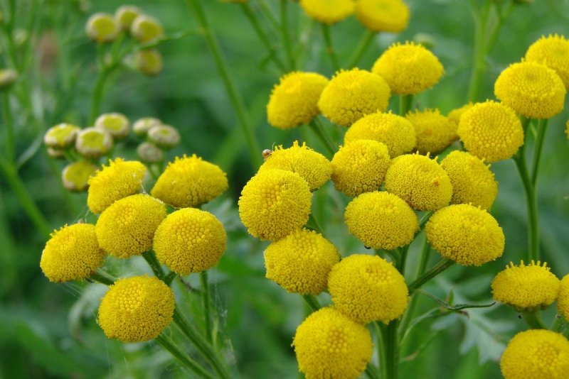 Пижма Хараджана (Tanacetum haradjanii).