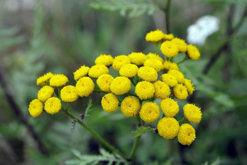 Пижма бальзамическая Tanacetum balsamita