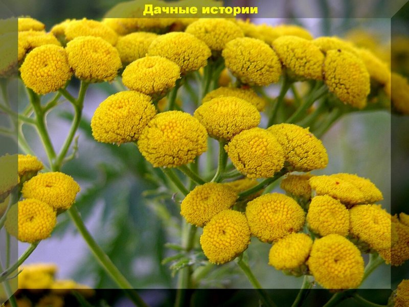 Пижма серебристая (Tanacetum argenteum).