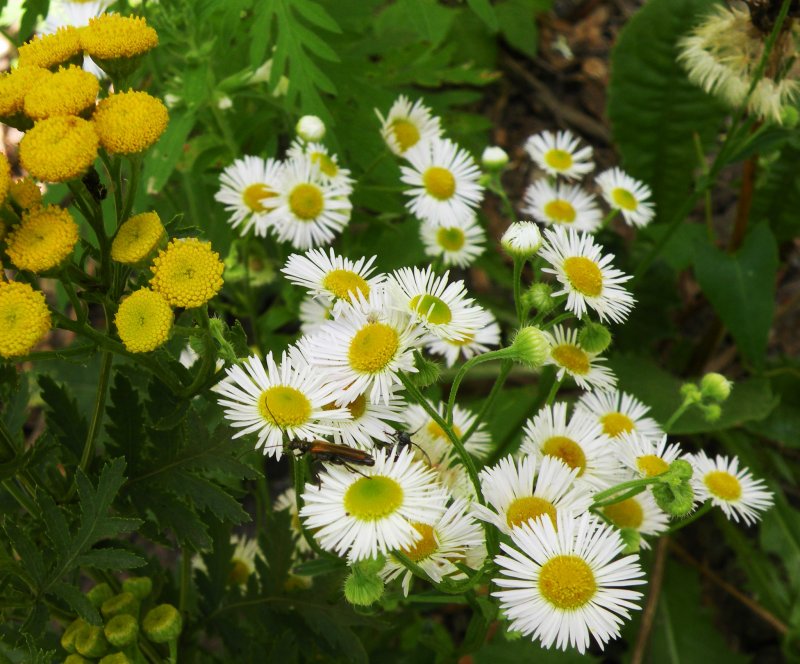 Пижма бальзамическая Tanacetum balsamita