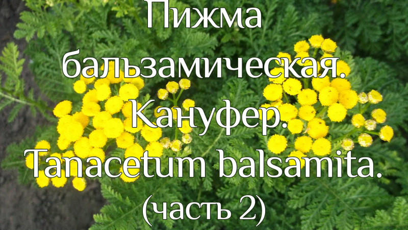 Tanacetum vulgare 'Isla Gold'