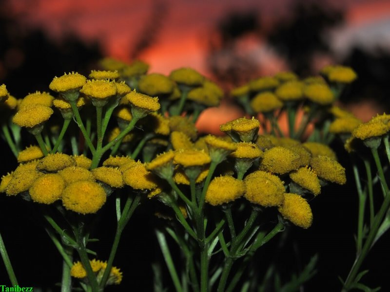 Пижма обыкновенная (Tanacetum vulgare)