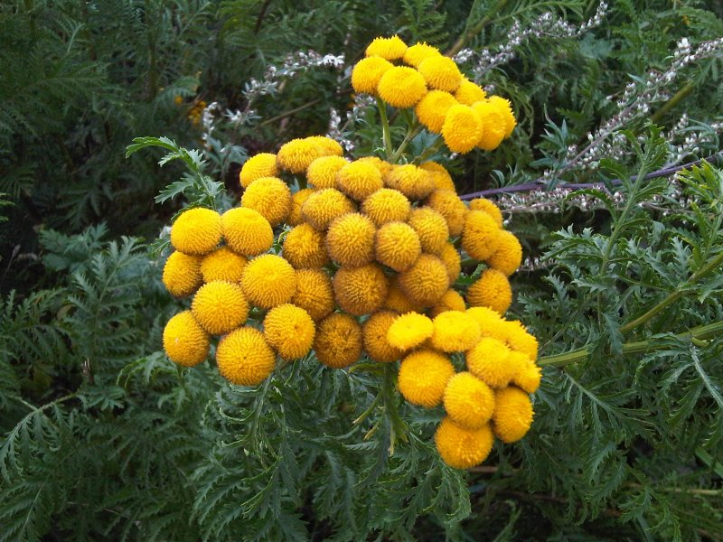 Пижма бальзамическая Tanacetum balsamita