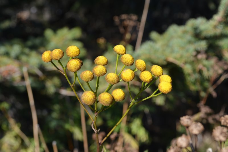 Пижма бальзамическая Tanacetum balsamita