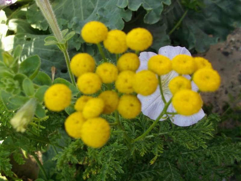 Пижма бальзамическая Tanacetum balsamita
