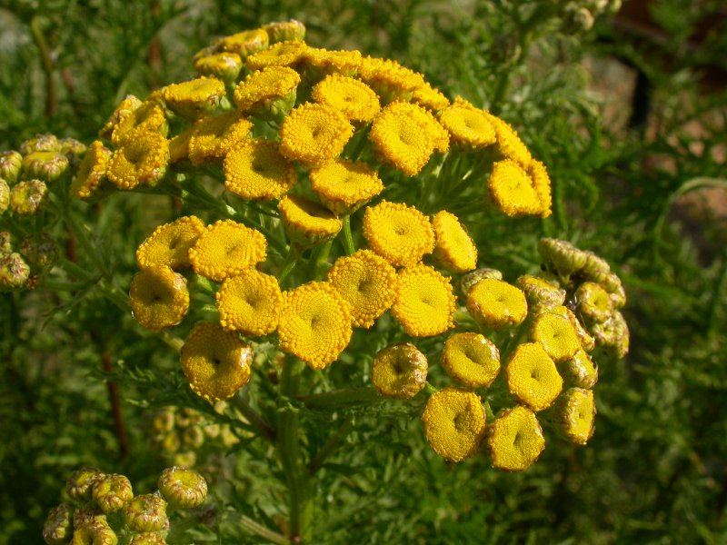 Matricaria tchihatchewii