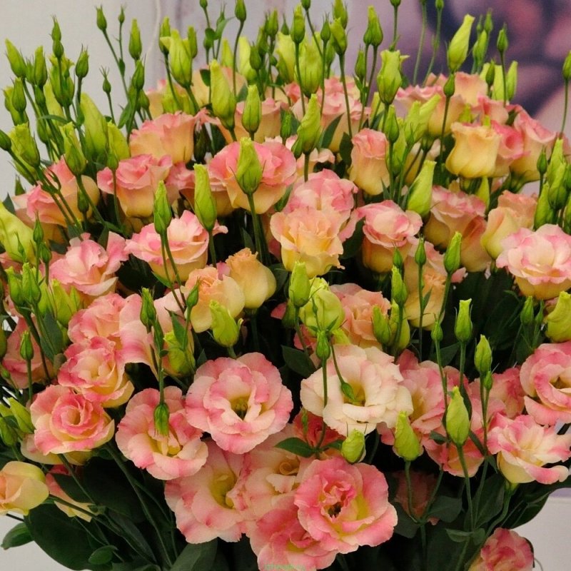 Эустома (Lisianthus)