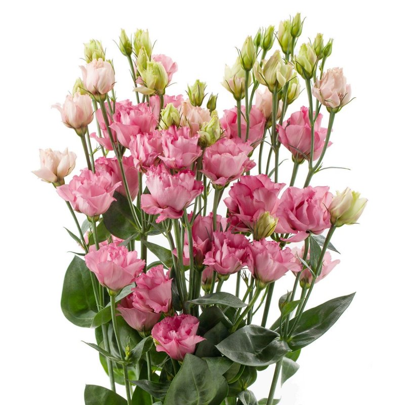 Eustoma grandiflorum