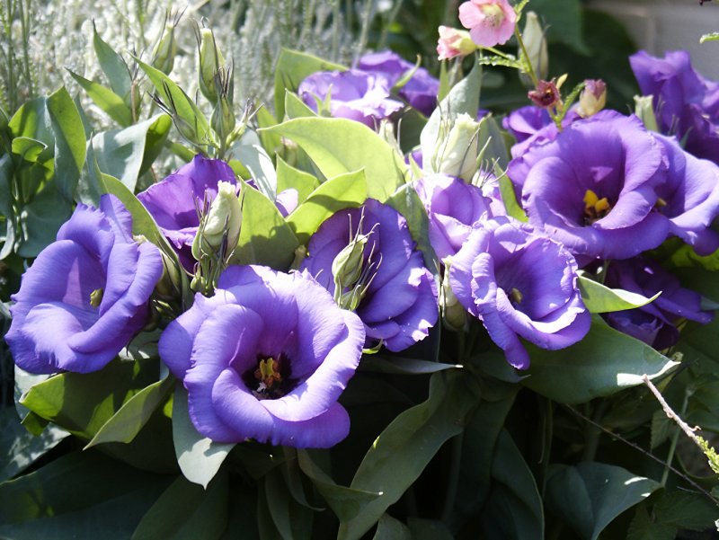 Эустома (Lisianthus)