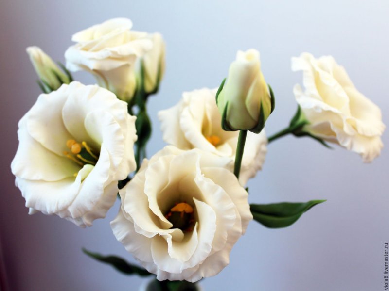 Эустома (Lisianthus)