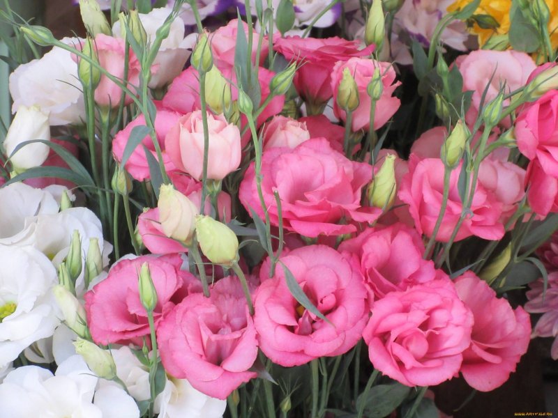 Eustoma grandiflorum