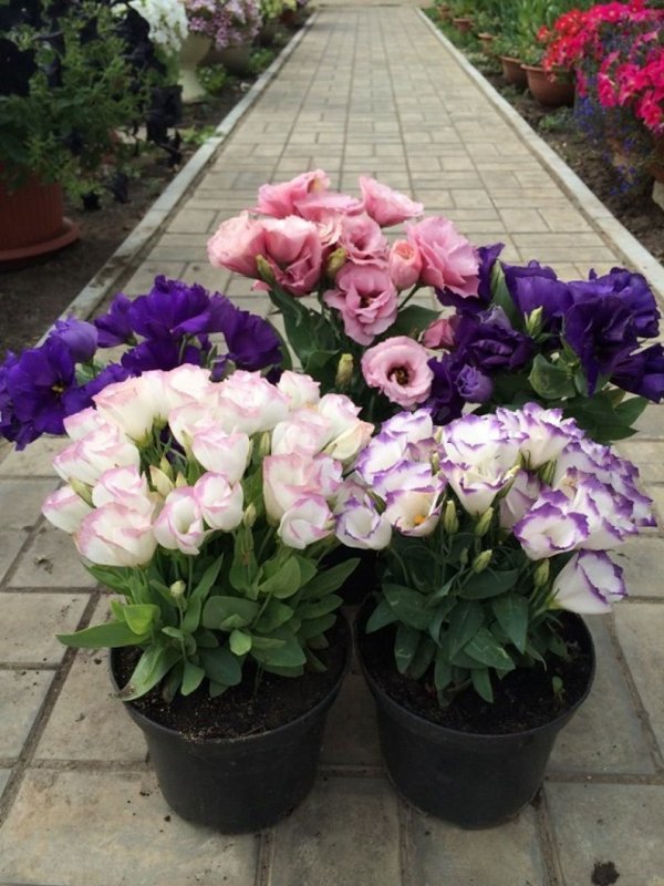 Эустома (Lisianthus)