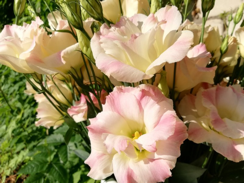 Эустома (Lisianthus)