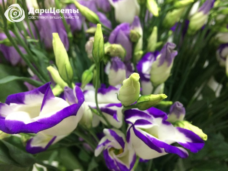 Эустома (Lisianthus)